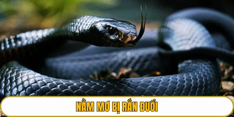 Nắm mơ bị rắn đuổi